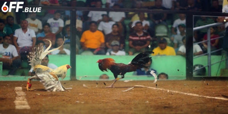 Các dạng đá gà 6FF hiện nay