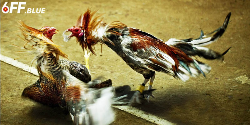 Đặc điểm nổi bật của đá gà 6FF mang lại