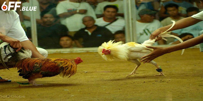 Lựa chọn các sư kê cho đá gà 6FF để đảm bảo chiến thắng